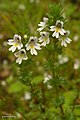 Euphrasia officinalis