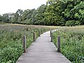 Orchideenwiese im Harburger Stadtpark