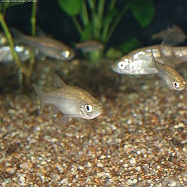 Hemigrammocypris rasborella