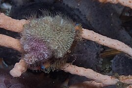 blue-striped hermit crab with shell-mimic hydroid on nippled sea fan