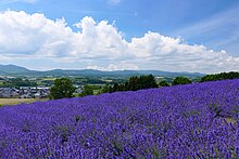 日の出公園のイヌハッカ畑から上富良野町市街地を望む