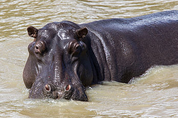 Un hippopotame amphibie (Hippopotamus amphibius), dans la province de KwaZulu-Natal, à l'est de l'Afrique du Sud. (définition réelle 4 096 × 2 730)