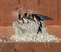 Une hirondelle rustique (Hirundo rustica) nourissant ses petits (parc de vision de Springe, en Basse-Saxe). (définition réelle 3 150 × 2 649)