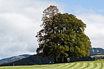 Linde (Tilia sp.)