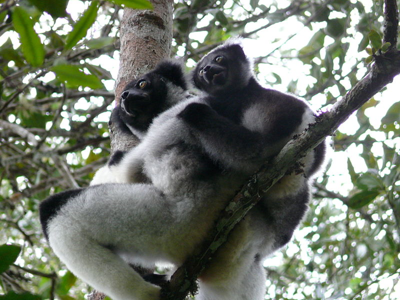 Fichier:Indri+bebe.JPG