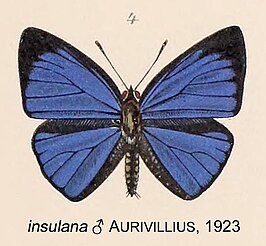 Epitola insulana