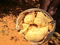 Adansonia rubrostipa, फल के भीतर