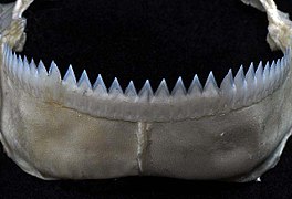 Lower teeth