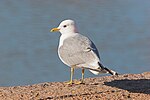 Miniatura para Larus canus