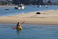 Kayakers and a Hooker's sea lion resting in Karitane Harbor