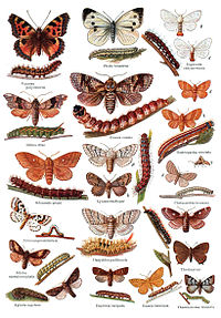 Lepidoptera