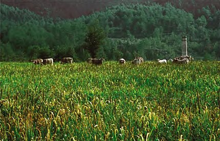 Santa Maria de Merlès (Berguedà), 11 d'octubre de 2003