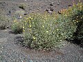 Launaea arborescens