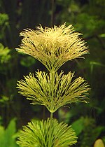 Miniatura para Limnophila indica