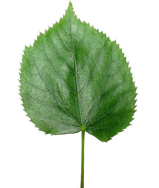 Tila leaf