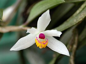 Loefgrenianthus blanche-amesiae