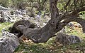 Stamm eines Olivenbaums (Olea europaea) im Naturreservat Olive-Gardens in Lun auf der Insel Pag