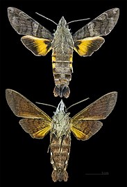 淡黃帶長喙天蛾（Macroglossum belis）