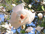 Magnolia 'White Stardust'