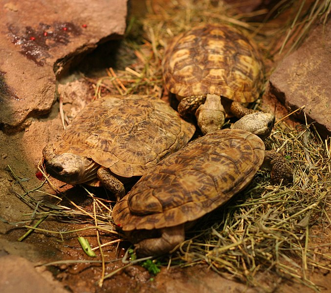 Soubor:Malacochersus tornieri - Buffalo Zoo.jpg