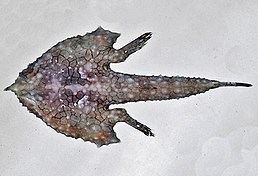 Malthopsis gnoma