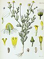 Matricaria chamomilla L. (bajo el sinónimo Matricaria recutita L.)
