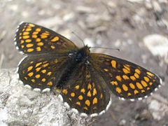 Melitaea diamina (ヒョウモンモドキ族(Melitaeini))