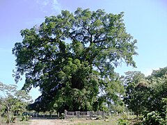 Ang bantog na “Millennium Tree” sa Liwasang Balete sa bayan ng Maria Aurora, Aurora.[9]