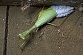 Miomantis caffra laying egg case.jpg