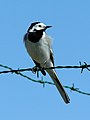 Blanka motacilo (Motacilla alba) ĉe Jelgava, Latvio.