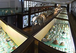 Mezzanine de la galerie de zoologie au 1er étage