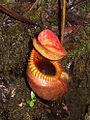 Nepenthes villosa