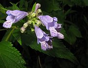 萼裂片は同じ長さ。花冠下唇部の中央裂片に紫点がある。