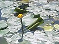 Sárga vízitök (Nuphar lutea)