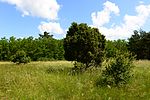 Wacholderheide Obersiebenbrunn