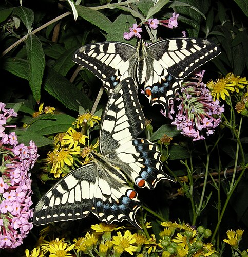 Два махаона (Papilio machaon) на цветах