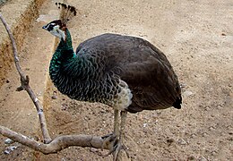 Female Indian Peafowl (Pavo cristatus)