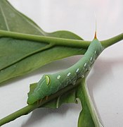 Caterpillar