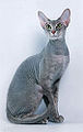 1 / Peterbald