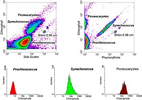 Analysis of a marine sample of photosynthetic picoplankton by flow cytometry showing three different populations (Prochlorococcus, Synechococcus, and picoeukaryotes) Picoplancton cytometrie.jpg