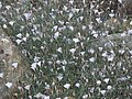 PikiWiki Israel 31442 Wildflowers - Convolvulus oleifolius. 
 JPG