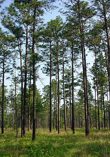 Skógur fenjafuru (Pinus palustris)