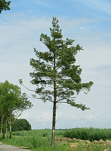 Scots pine from Poland