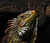 Portrait of an Iguana.jpg