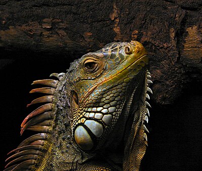 Iguana hijau (Iguana iguana) di Taman Reptil Oslo