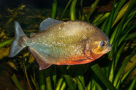 Red-bellied piranha, by H. Zell (edited by Muhammad Mahdi Karim)