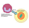 Miniatura para Factores quimiotácticos de los eosinófilos