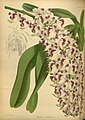 Aerides lawrenceae The Orchid Album 1887.