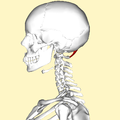 Vista lateral del crani. El recte posterior menor del cap destaca en vermell.