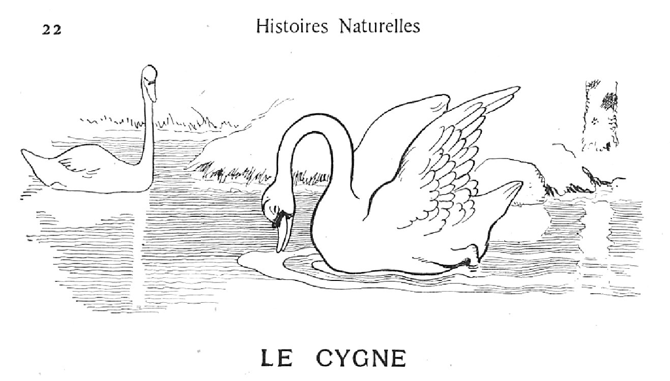 Les cygnes glissent et plongent.